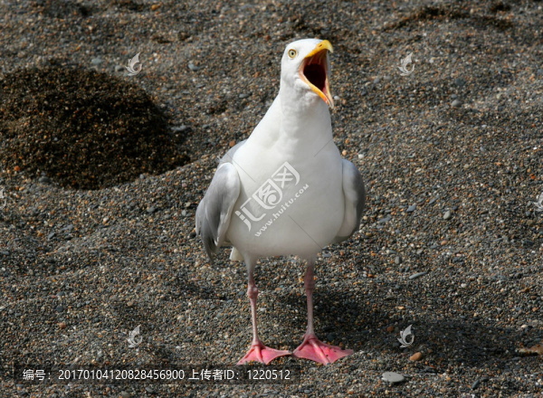 尖叫的海鷗