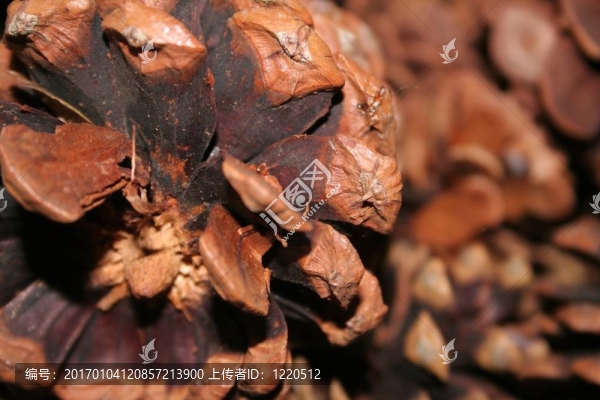 松樹(shù)的球果