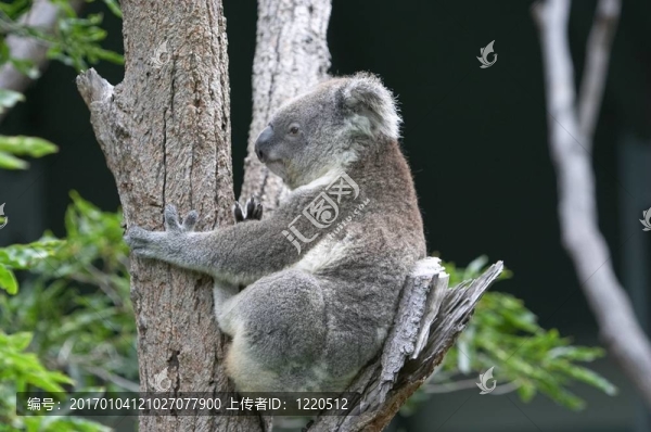 考拉在樹上