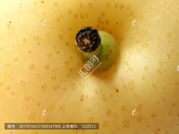 日本納什豌豆細(xì)節(jié)