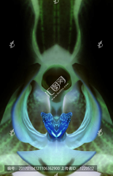 倒置的蘭花-匯圖網(wǎng) www.fosd68.com 倒置的蘭花