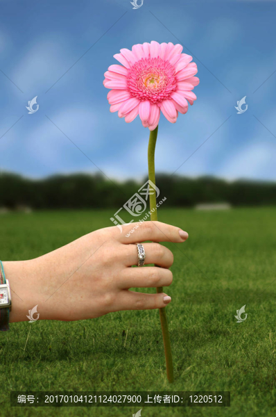 粉紅色的菊花花