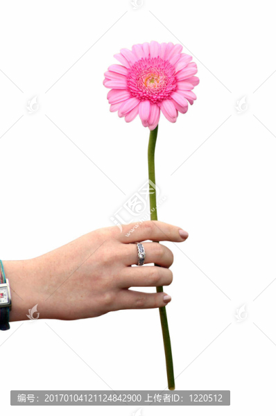 美麗的菊花-給花