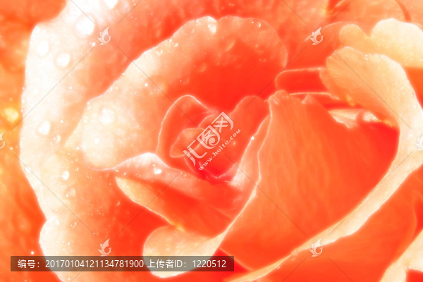 閃閃發(fā)光的玫瑰