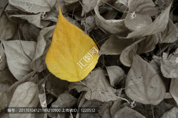 黃色的