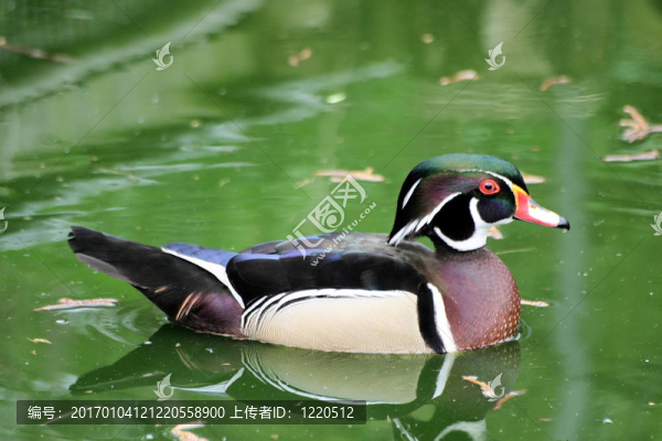 五顏六色的鴨子