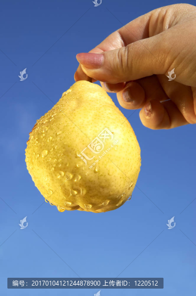 濕黃金梨