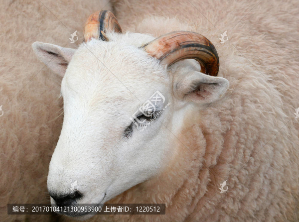 Horned,Sheep