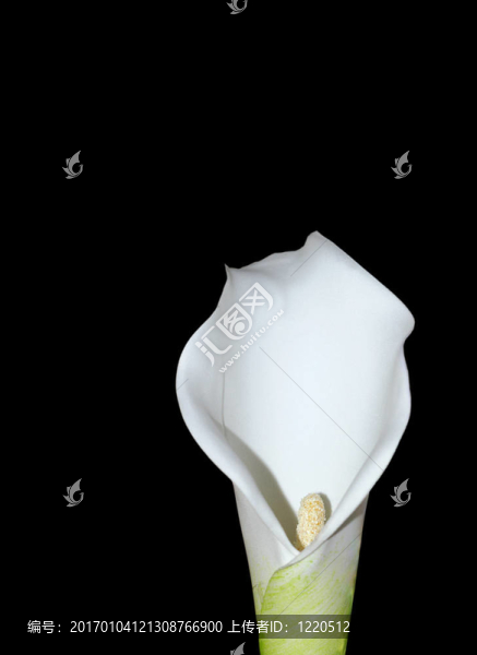 Arum,Lily