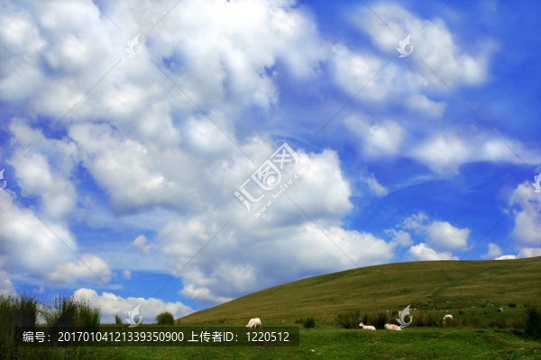 山坡上