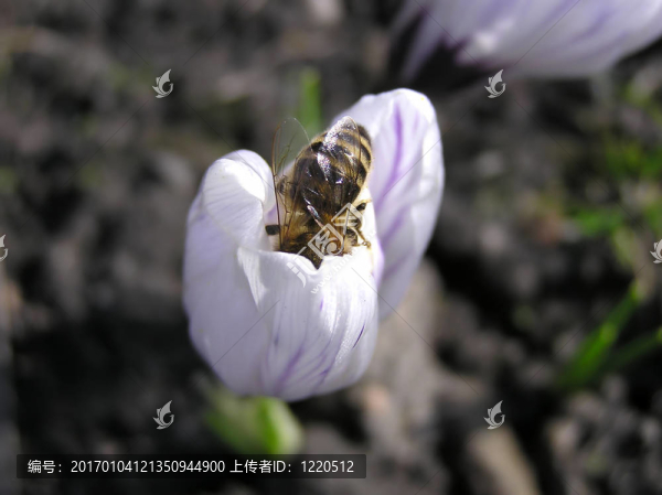 蜜蜂在番紅花