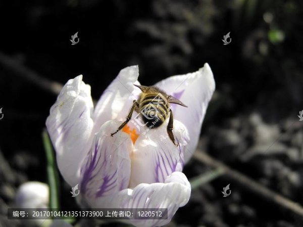 春天和蜜蜂