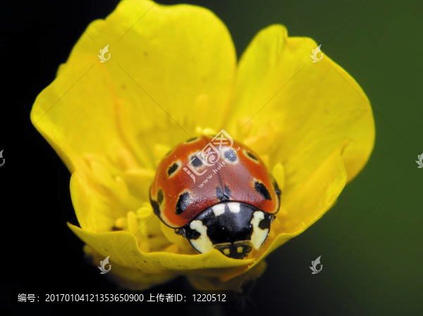 瓢蟲花