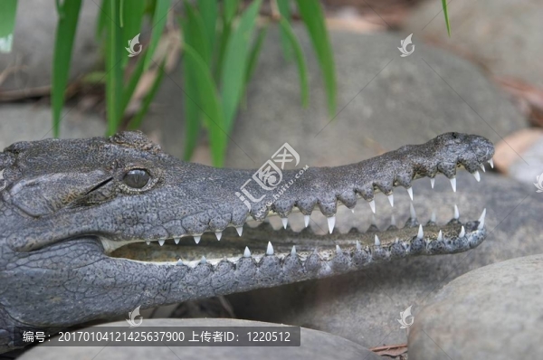 鱷魚