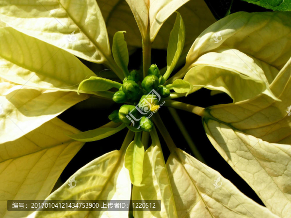 黃色圣誕一品紅