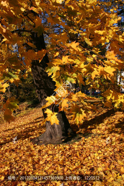 金色的楓樹