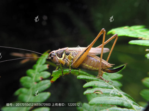 板球
