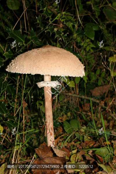蘑菇的傘