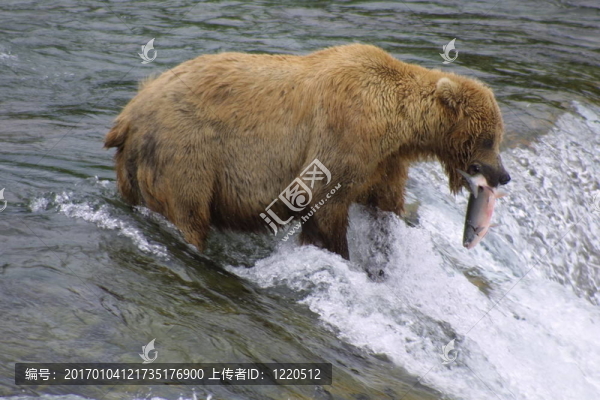 棕熊捕魚