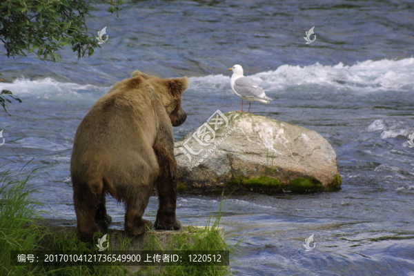 熊看海鷗-匯圖網(wǎng) www.fosd68.com 熊看海鷗