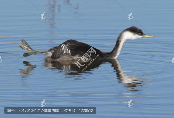 西方鸊鷉