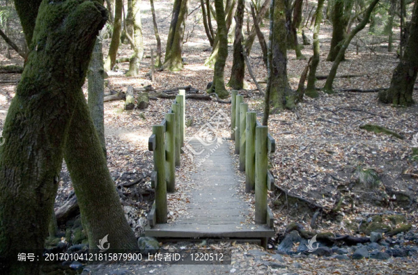 樹林中的橋