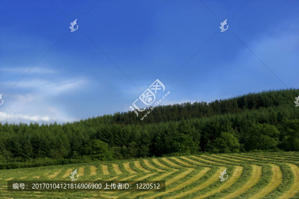 干草的線條和曲線
