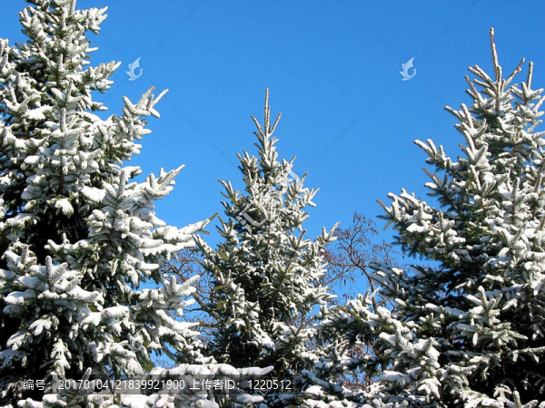 雪1下的冬天的冷杉樹