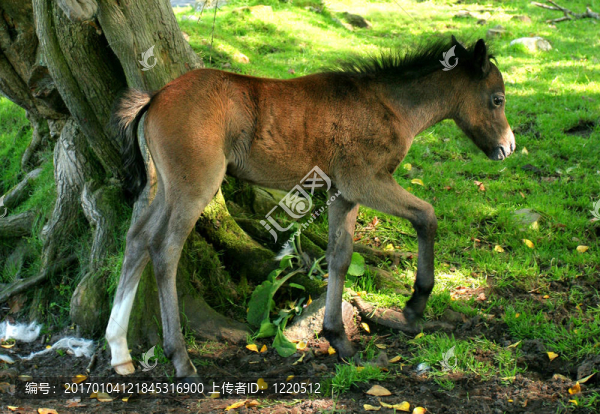小馬駒