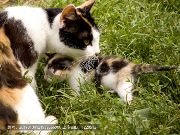 Catmather和她的孩子01