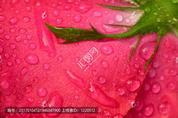 紅玫瑰