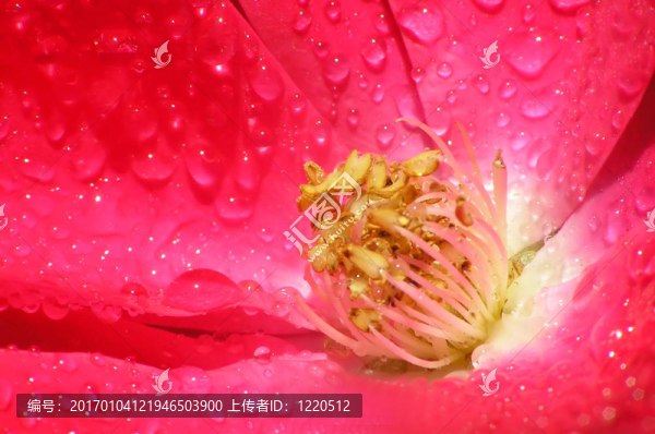 紅玫瑰