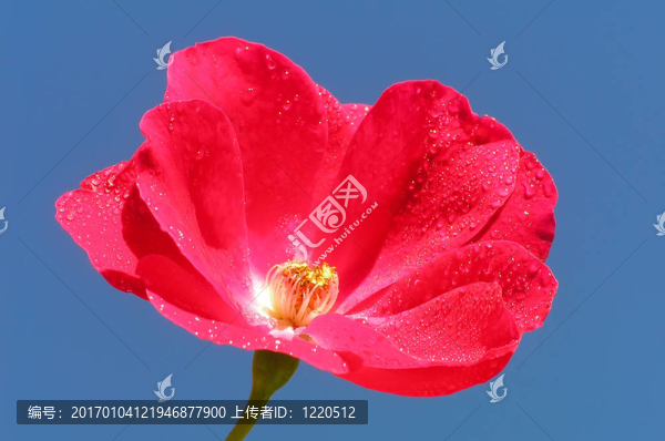 紅玫瑰