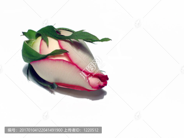 玫瑰花蕾