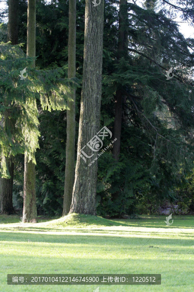 公園和樹