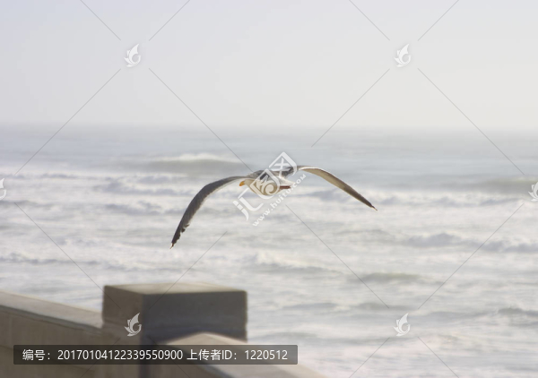 海鷗在飛行