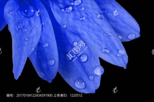 藍(lán)濕花