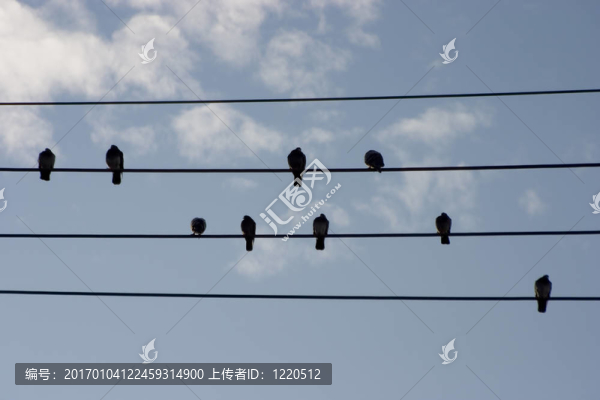 喂絲鳥