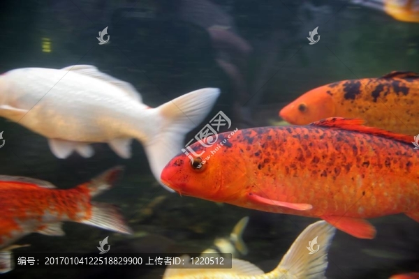 魚罐