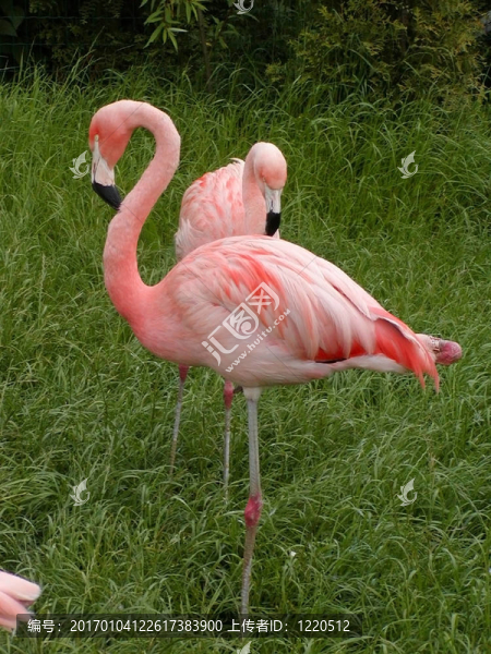 火烈鳥