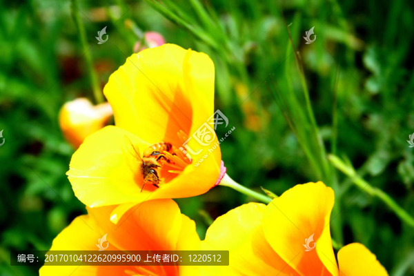蜜蜂