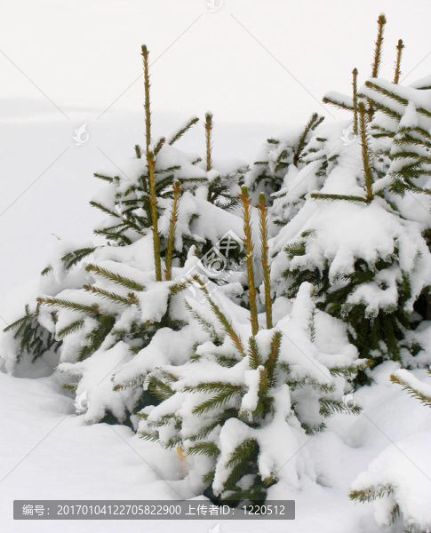 雪下的冷杉樹