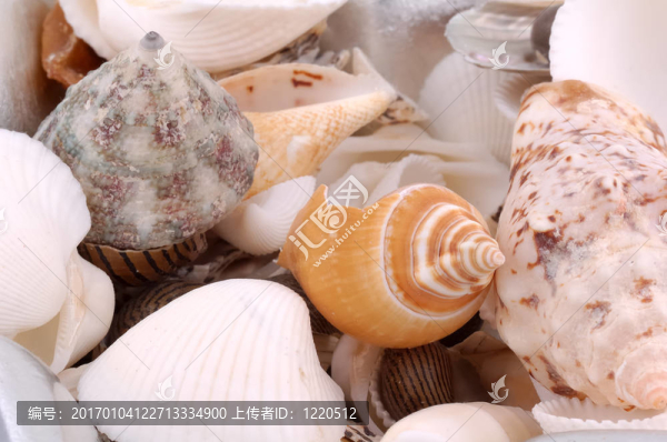 貝殼