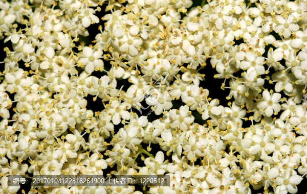 Elderflowers。