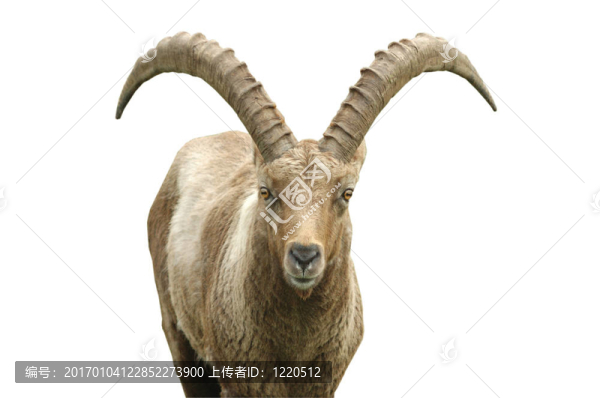 猛撞