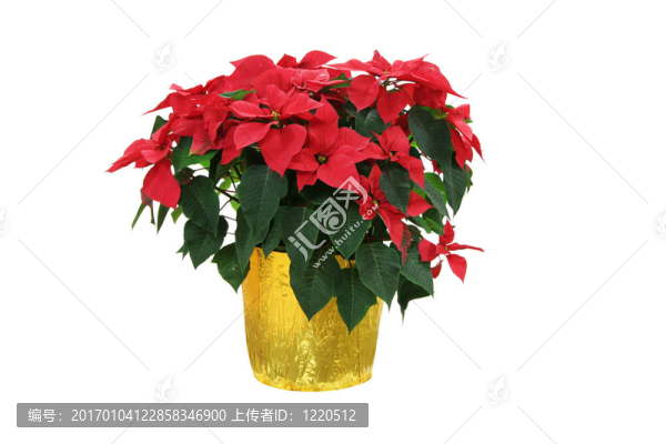 圣誕花