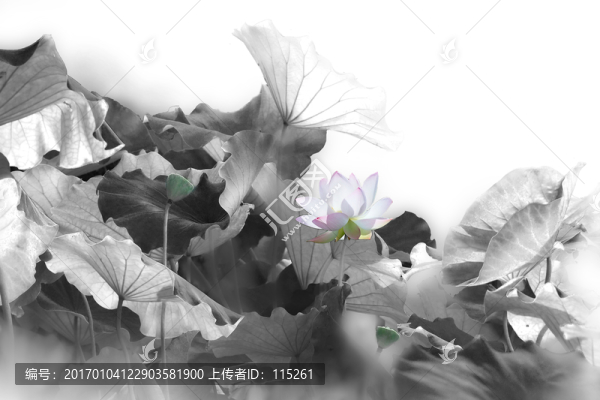 水墨荷花一點(diǎn)紅