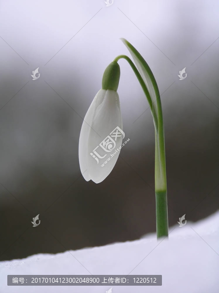 雪落