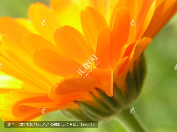 橙色非洲菊