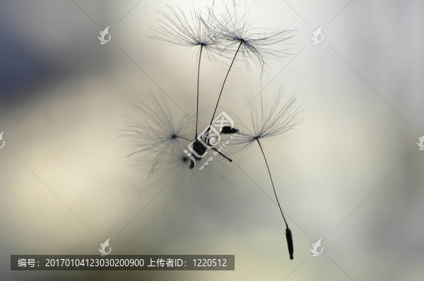 空氣中的種子